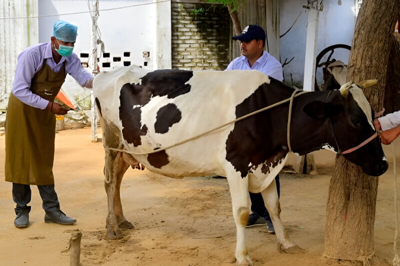 Artificial Insemination Img