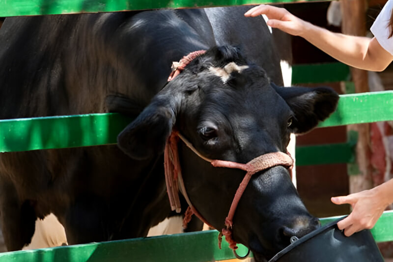 Ration Balancing Img